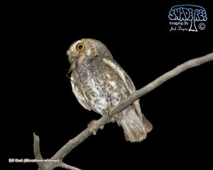 2017 June: Elf Owls In Riverside County