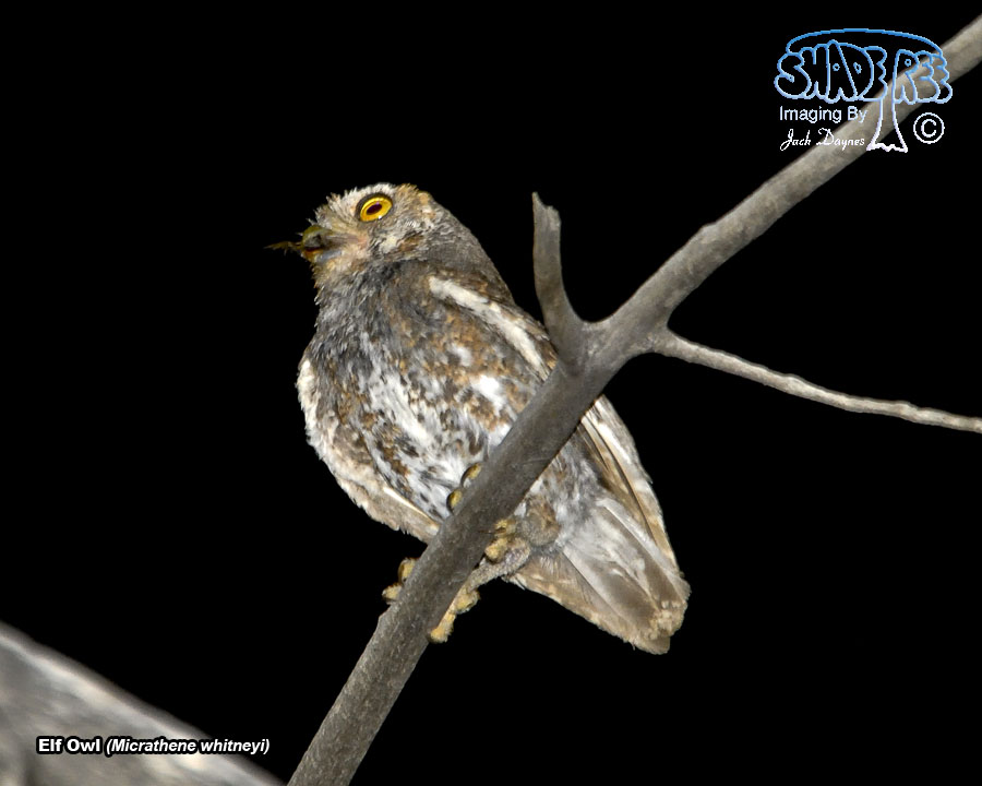 Elf Owl - Micrathene whitneyi