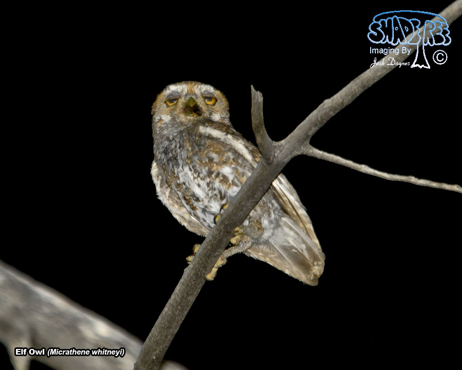 Elf Owl - Micrathene whitneyi