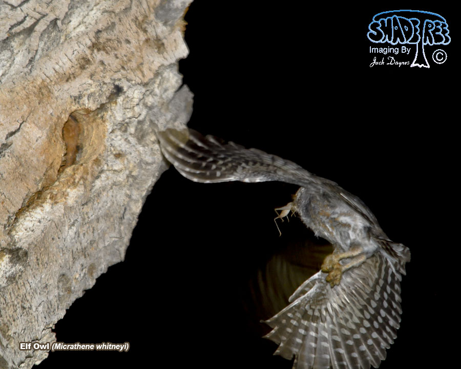 Elf Owl - Micrathene whitneyi