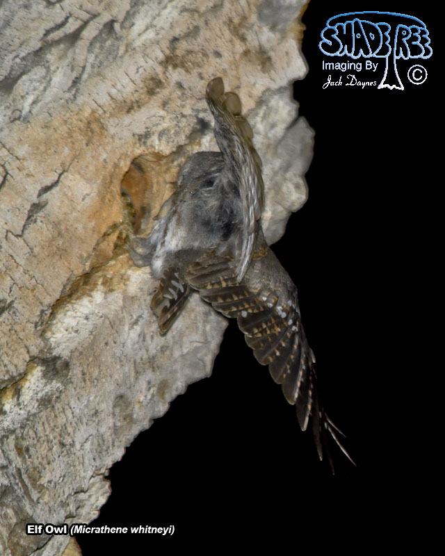 Elf Owl - Micrathene whitneyi