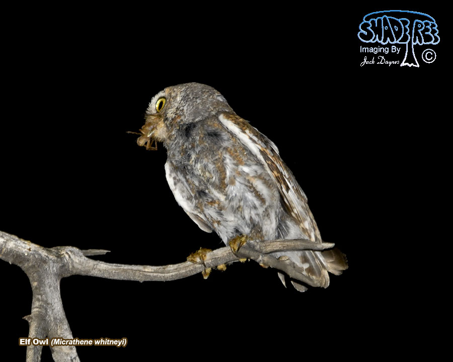 Elf Owl - Micrathene whitneyi