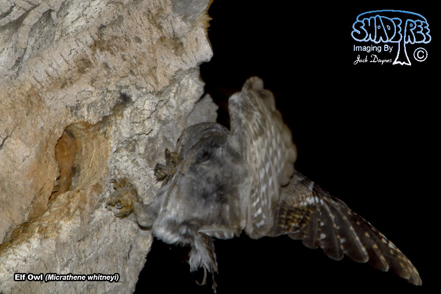 Elf Owl - Micrathene whitneyi