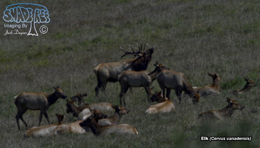 Elk - Cervus canadensis