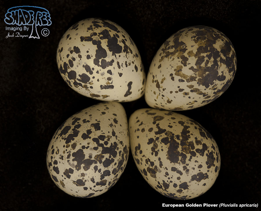 European Golden Plover - Pluvialis apricaria
