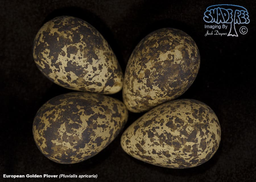 European Golden Plover - Pluvialis apricaria