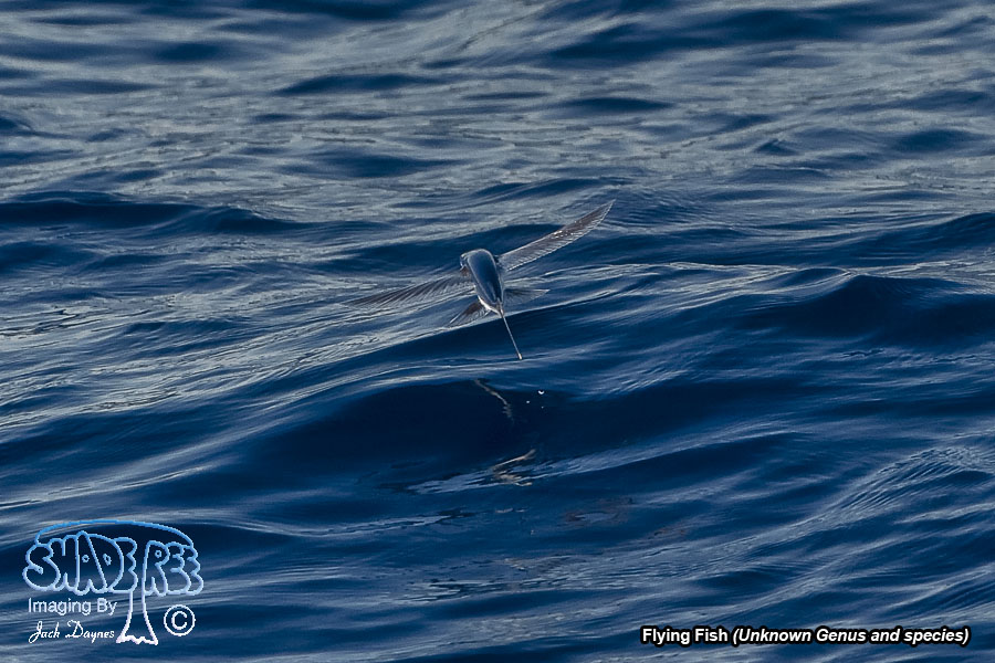Flying Fish - Unknown Genus and species