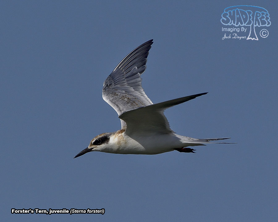Forster's Tern - Sterna forsteri