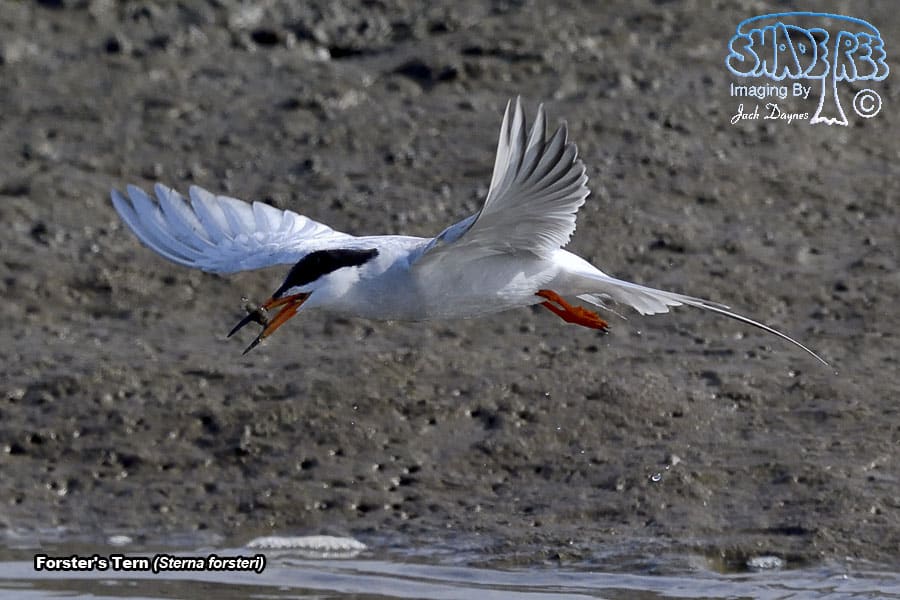 Forster's Tern - Sterna forsteri