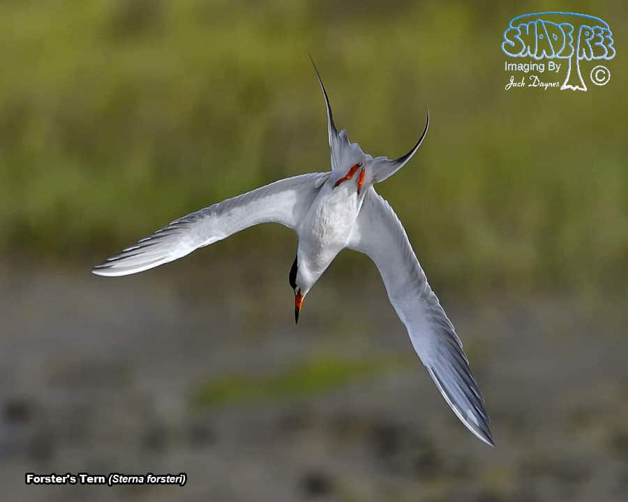 Forster's Tern - Sterna forsteri