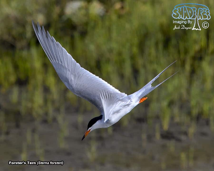 Forster's Tern - Sterna forsteri