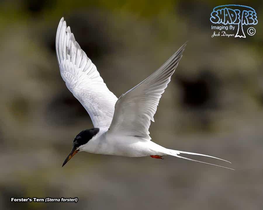 Forster's Tern - Sterna forsteri