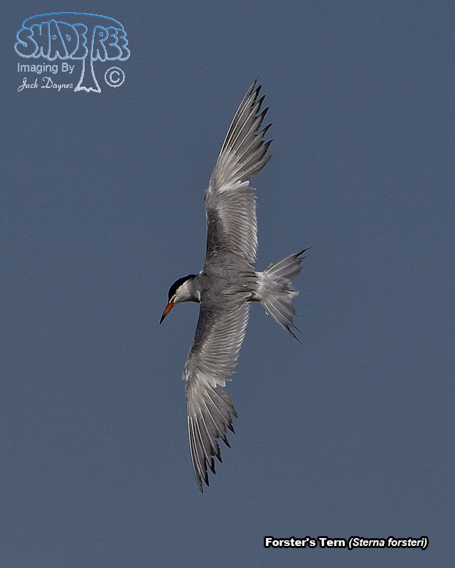 Forster's Tern - Sterna forsteri