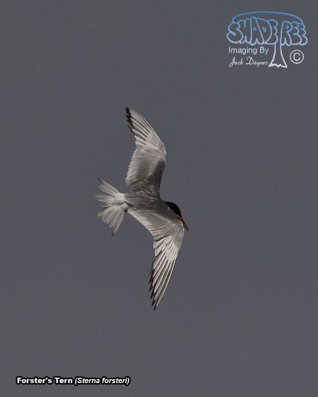 Forster's Tern - Sterna forsteri