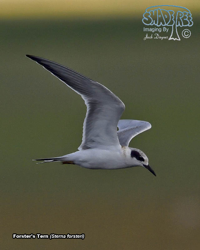 Forster's Tern - Sterna forsteri