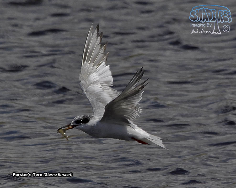 Forster's Tern - Sterna forsteri