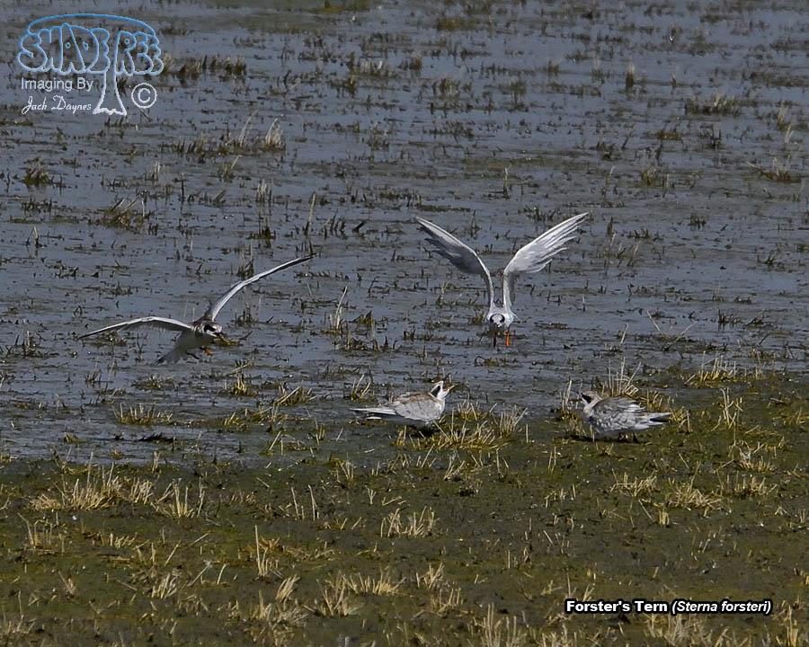 Forster's Tern - Sterna forsteri