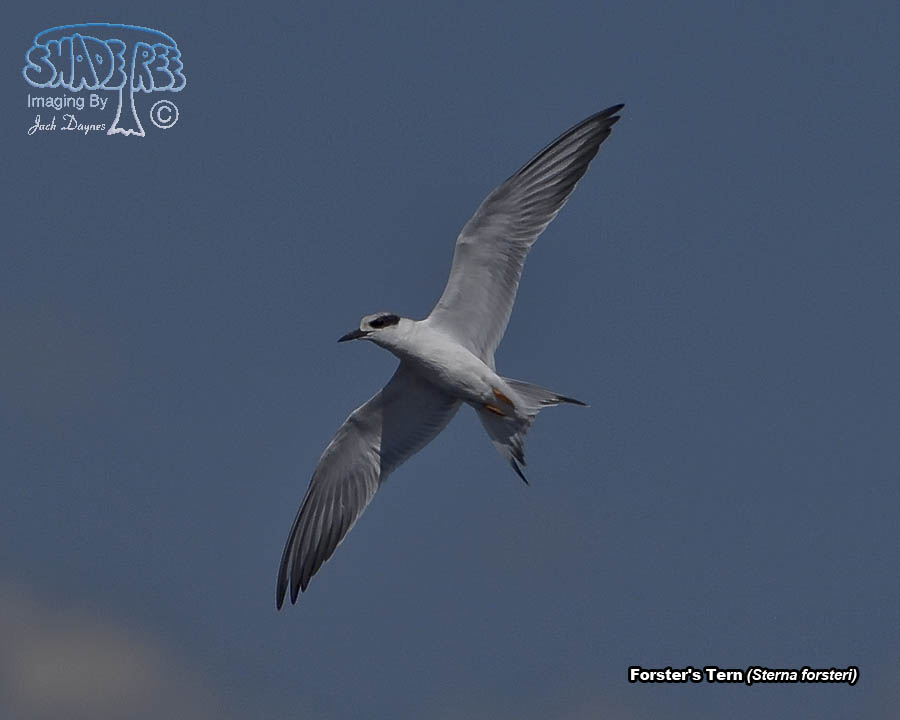 Forster's Tern - Sterna forsteri