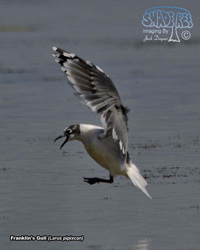 Franklin's Gull - Leucophaeus pipixcan