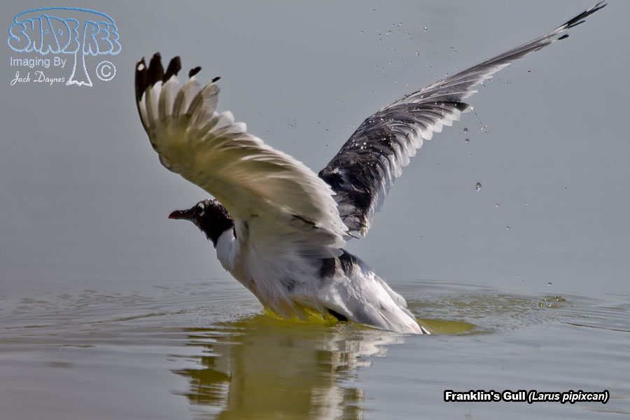 Franklin's Gull - Leucophaeus pipixcan