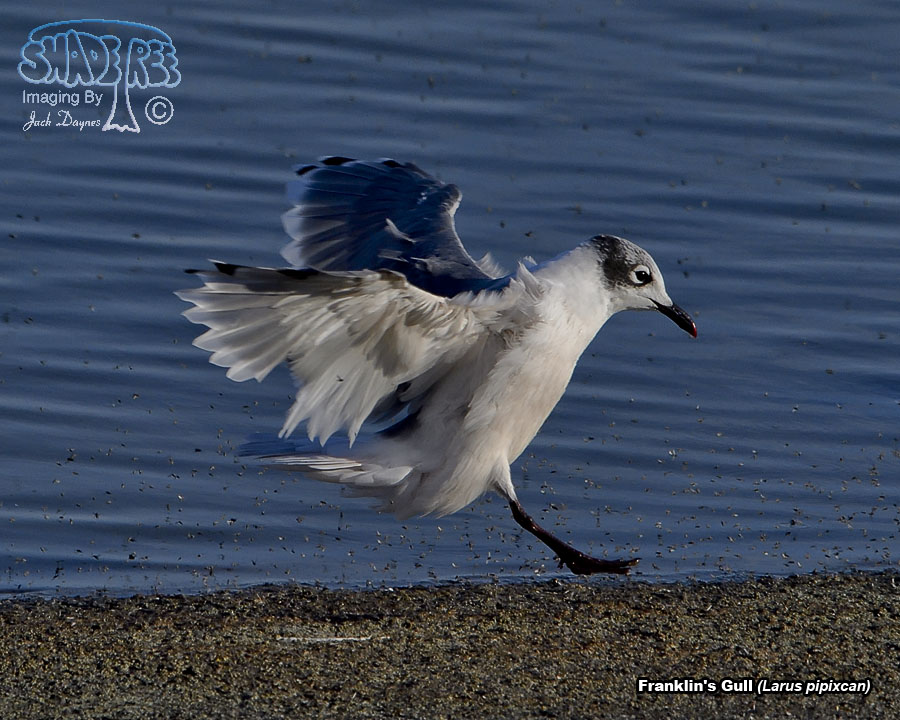Franklin's Gull - Larus pipixcan