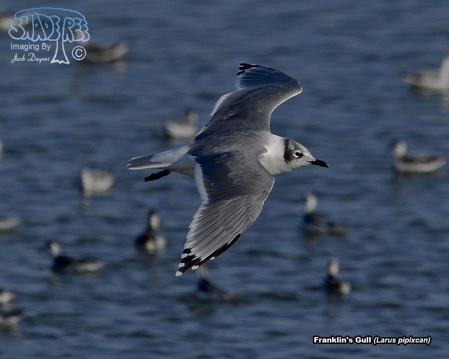 Franklin's Gull - Leucophaeus pipixcan