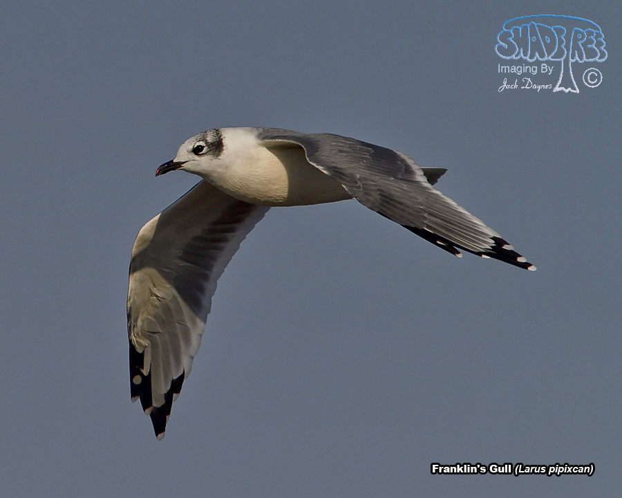 Franklin's Gull - Leucophaeus pipixcan