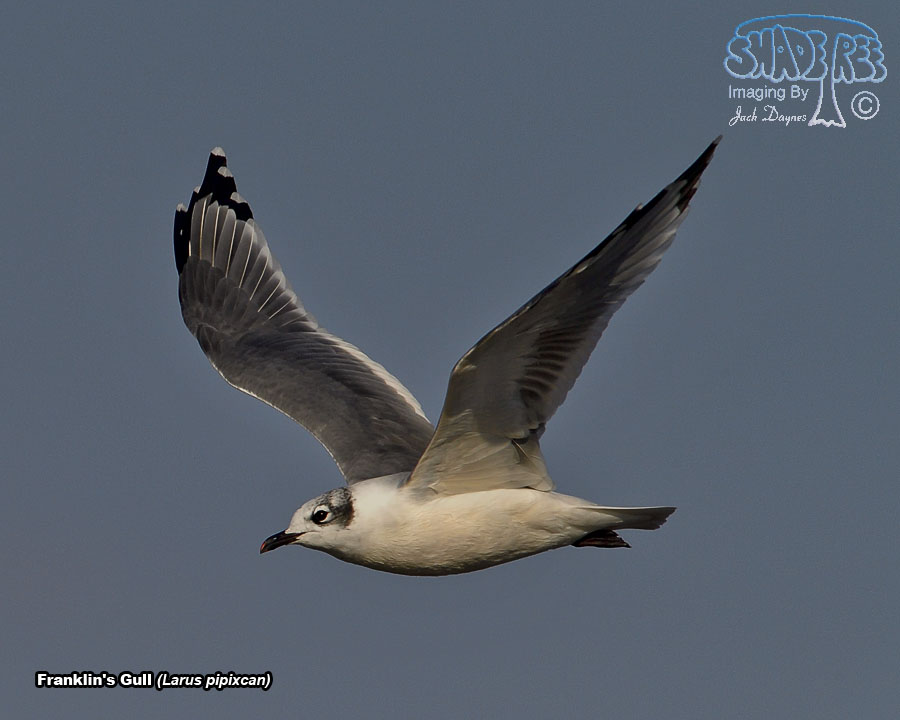 Franklin's Gull - Leucophaeus pipixcan