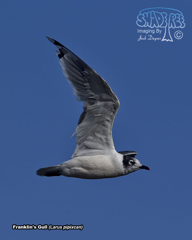 Franklin's Gull - Leucophaeus pipixcan