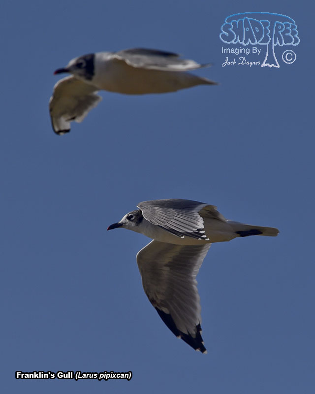 Franklin's Gull - Leucophaeus pipixcan