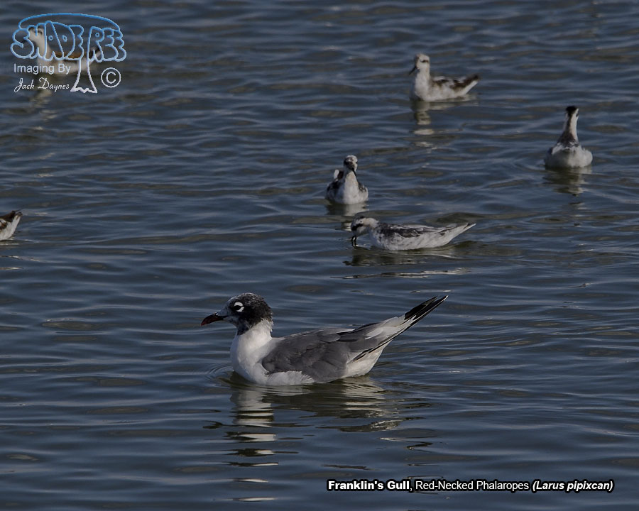 Franklin's Gull - Larus pipixcan