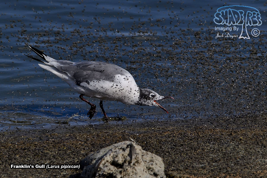 Franklin's Gull - Leucophaeus pipixcan
