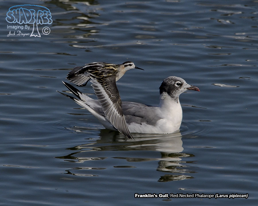 Franklin's Gull - Leucophaeus pipixcan