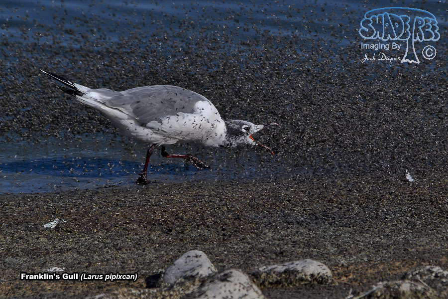Franklin's Gull - Leucophaeus pipixcan