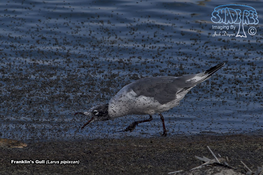 Franklin's Gull - Leucophaeus pipixcan