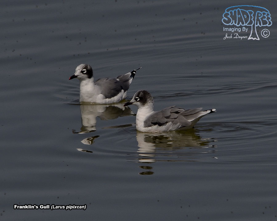 Franklin's Gull - Leucophaeus pipixcan