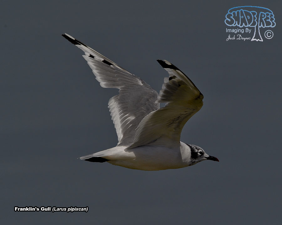 Franklin's Gull - LLeucophaeus pipixcan