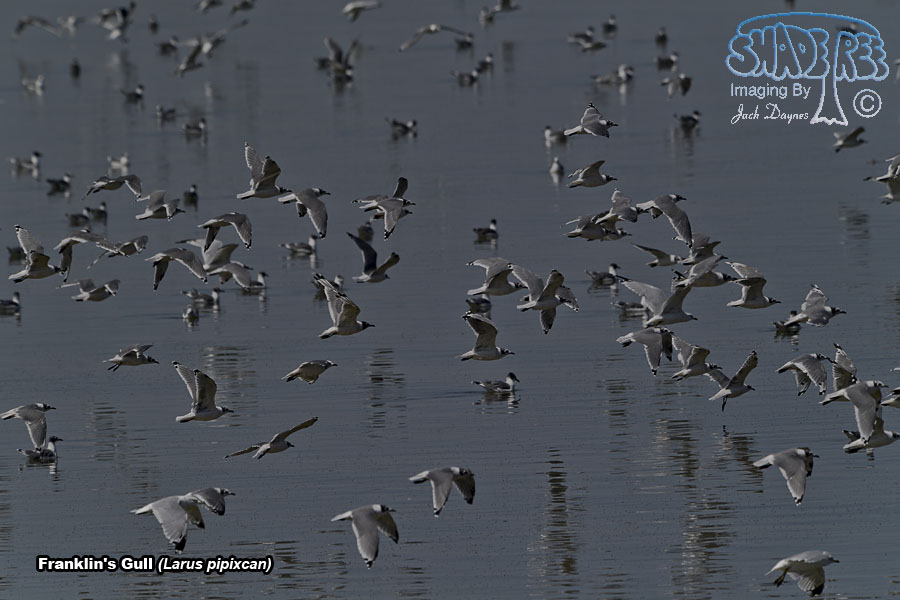 Franklin's Gull - Leucophaeus pipixcan