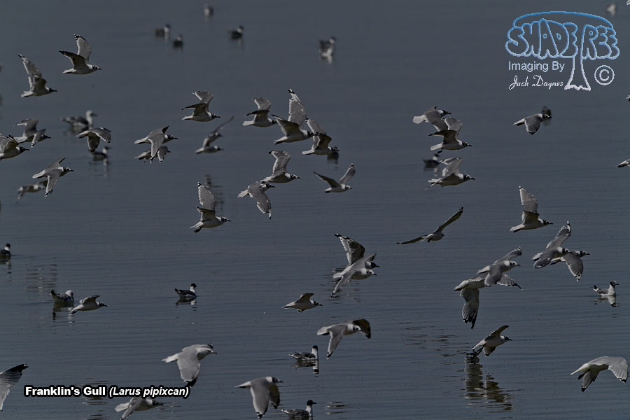 Franklin's Gull - Larus pipixcan