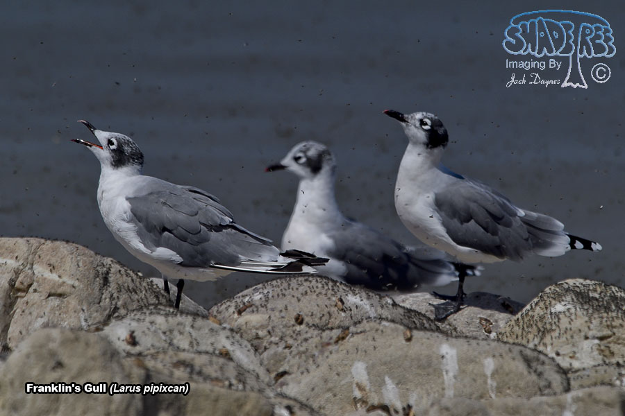 Franklin's Gull - Leucophaeus pipixcan