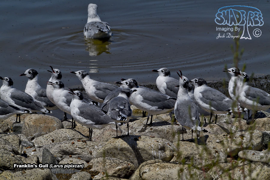 Franklin's Gull - Leucophaeus pipixcan