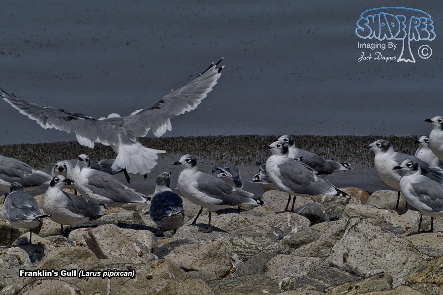 Franklin's Gull - Larus pipixcan