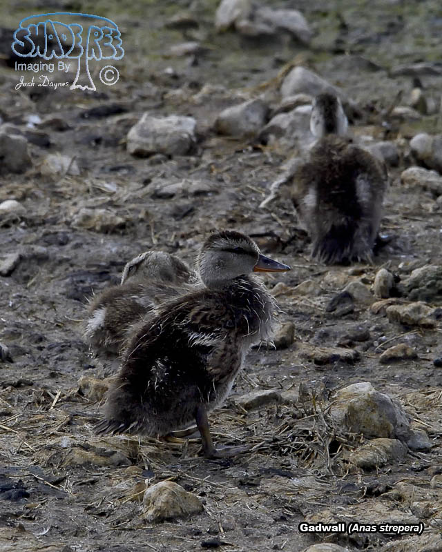 Gadwall - Anas strepera