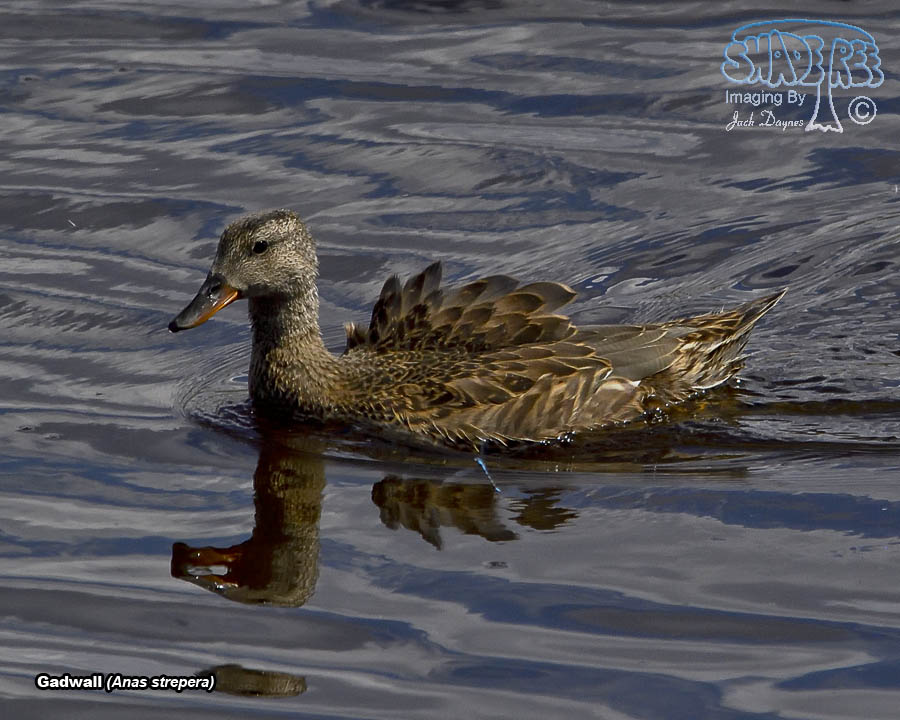 Gadwall - Anas strepera