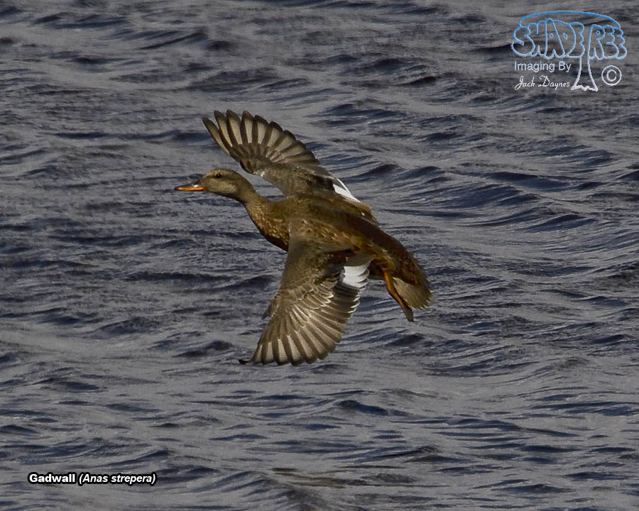 Gadwall - Anas strepera