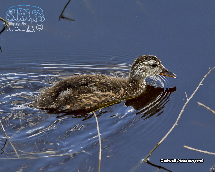Gadwall - Anas strepera