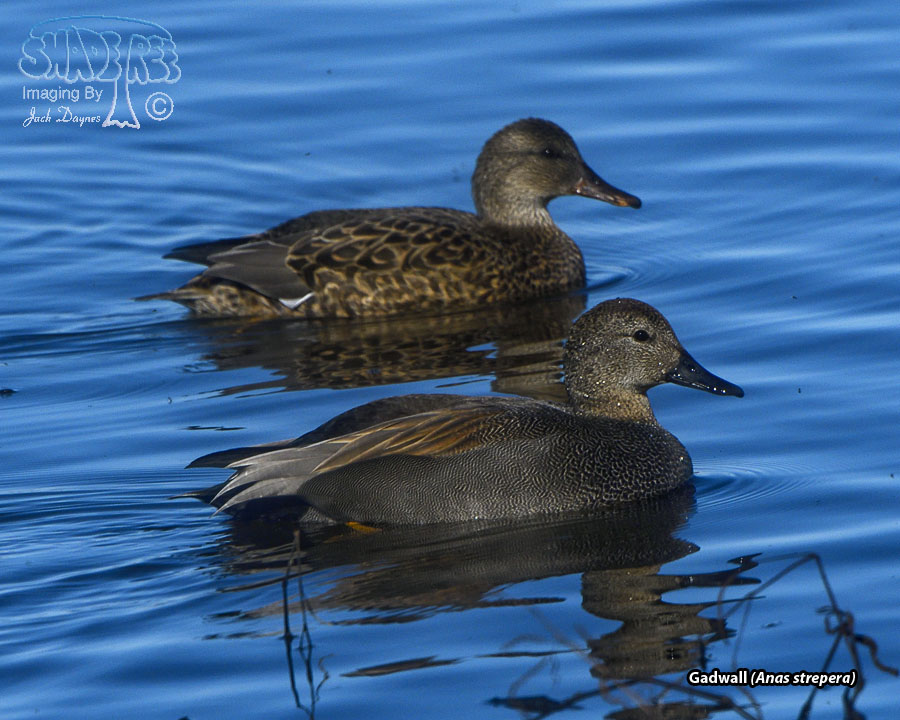 Gadwall - Anas strepera