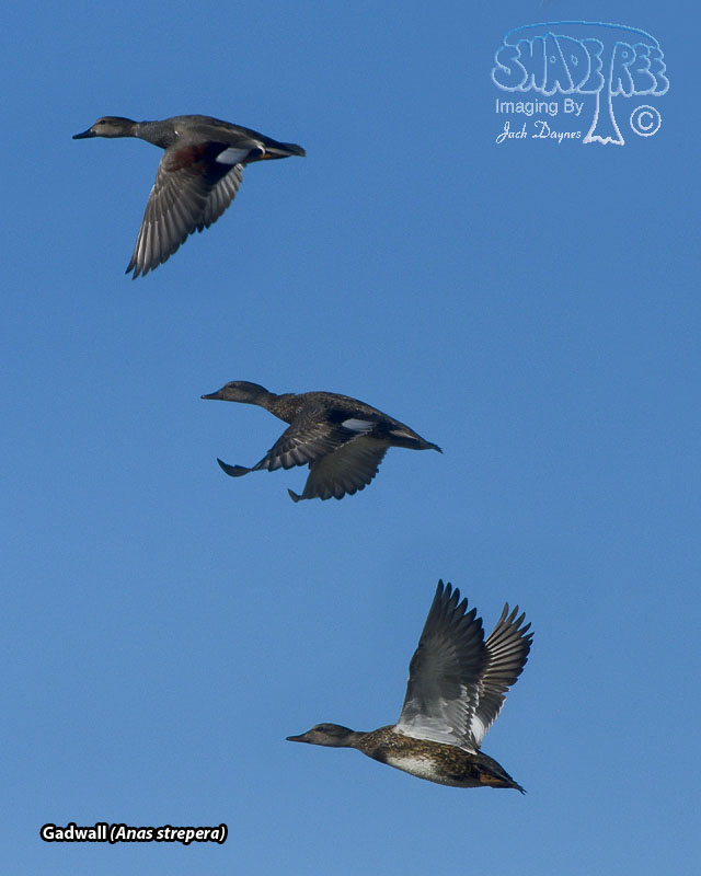 Gadwall - Anas strepera