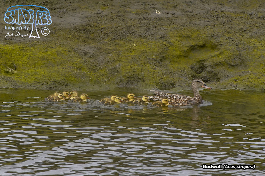 Gadwall - Mareca strepera