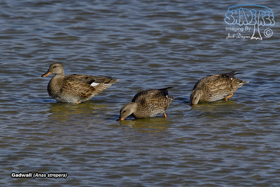 Gadwall - Mareca strepera